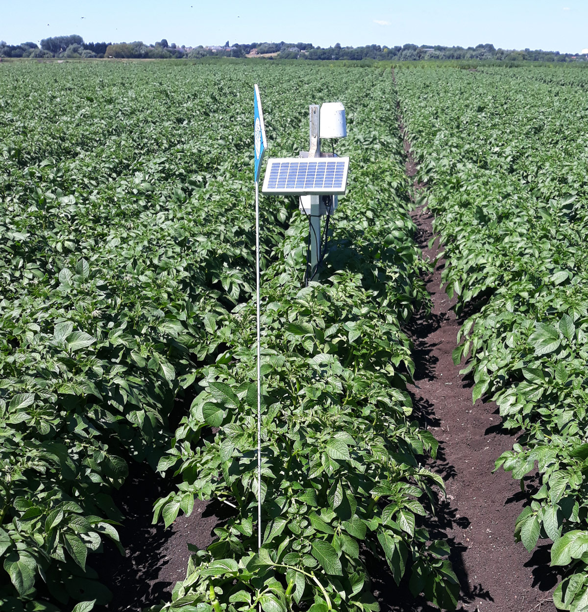 Potato Field